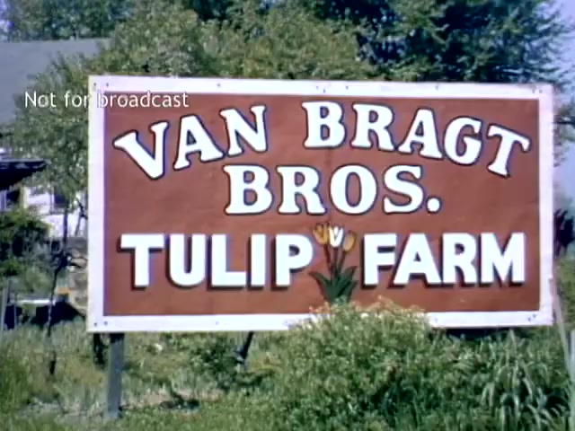 The still features a vibrant sign for 'Van Bragt Bros. Tulip Farm,' indicative of the Holland Michigan Tulip Festival in the late 1940s. The sign includes colorful lettering and illustrations of tulips, set against a lush green background, reflecting the festival's floral theme and agricultural heritage. The phrase 'Not for broadcast' indicates it is archival footage.