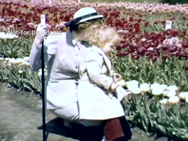 The still captures a mother and her child at the Holland Michigan Tulip Festival in the late 1940s. The woman, dressed in a light-colored outfit with a hat, is kneeling beside her child, who sits on her lap. They are surrounded by vibrant tulip flowers in various colors, showcasing the festival's floral beauty. The image conveys a sense of warmth and familial connection amidst a picturesque floral backdrop.