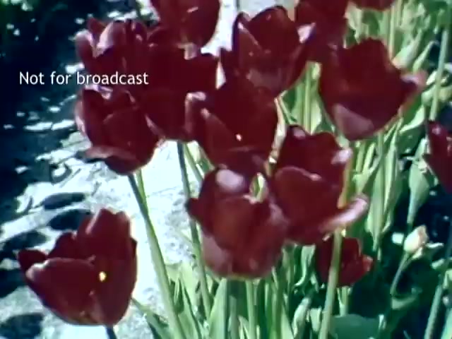 The still features vibrant red tulips in full bloom, surrounded by green foliage. The shot captures the beauty of a flowerbed, evoking the charm of the Holland, Michigan Tulip Festival from the late 1940s. The visual highlights a rich color palette typical of spring blooms. A watermark stating 'Not for broadcast' is present, indicating the footage's restricted nature.