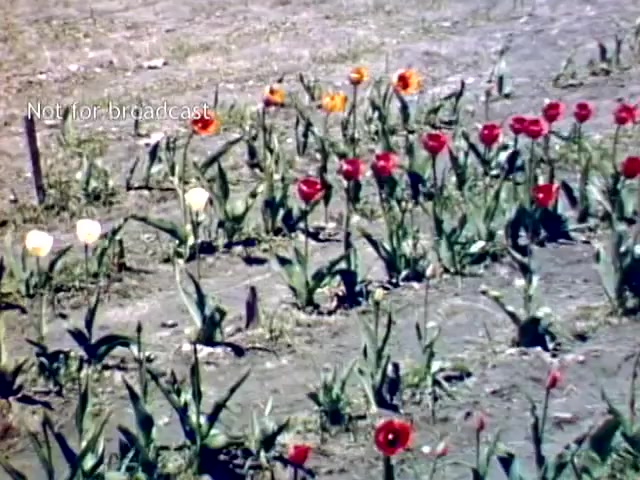 The still captures a vibrant display of tulips in various colors, including red, orange, yellow, and white, set against a rustic, earthy background. The flowers are neatly arranged in rows, showcasing the beauty of the Holland Michigan Tulip Festival during the late 1940s. The scene reflects a blossoming spring landscape, celebrating the festival's floral heritage.