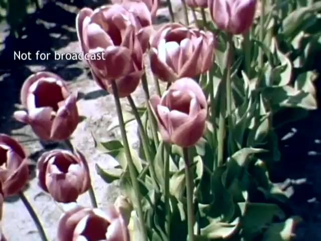 The still features vibrant pink tulips in a garden setting, a scene typical of the Holland Michigan Tulip Festival from the late 1940s. The flowers are in full bloom, showcasing their lush petals and green leaves. The text overlay indicates the footage is not for broadcast. The composition captures the essence of springtime and the celebration of tulip cultivation.