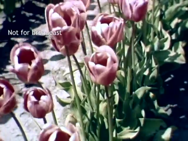 The image features a vibrant display of pink tulips in full bloom, set against a backdrop of green leaves and soil. The focus captures the beauty of the flowers, showcasing their delicate petals and rich colors. The overlay text reads 'Not for broadcast,' indicating the footage is not meant for public airing. This still is representative of the Holland Michigan Tulip Festival from the late 1940s, celebrating the region's floral abundance.