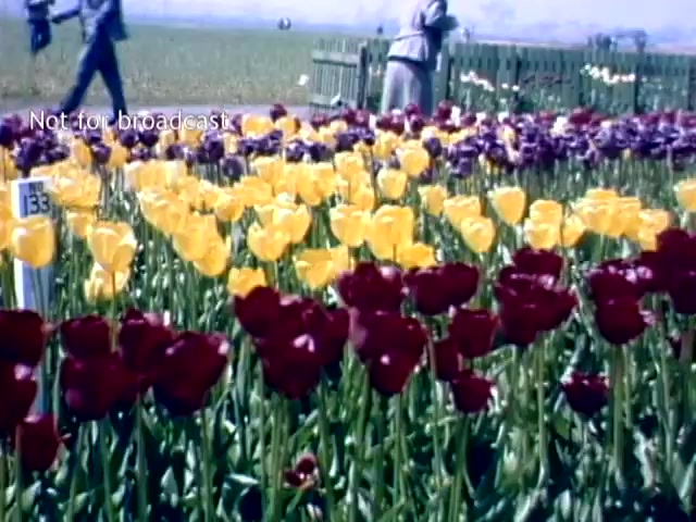 The still features a colorful display of tulips in a garden setting during the Holland Michigan Tulip Festival in the late 1940s. Prominent colors include vibrant yellow and deep red tulips arranged in neat rows. In the background, people can be seen walking through the fields, enjoying the festival atmosphere, while a wooden fence is visible in the distance. The image captures the spirit of spring and celebration.