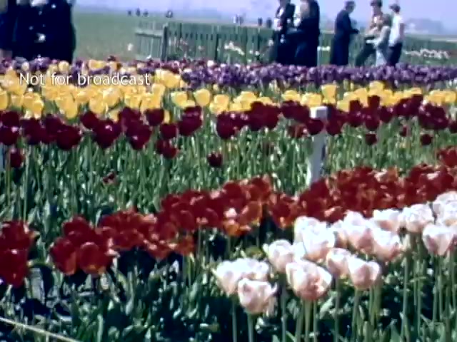 The still showcases a vibrant scene from the late 1940s Holland Michigan Tulip Festival. It features a field filled with colorful tulips in various shades—red, yellow, and pink—set against a clear sky. In the background, people are seen walking and enjoying the festival, suggesting a lively atmosphere celebrating the bloom of tulips. The image captures the essence of spring and community festivities typical of the event.