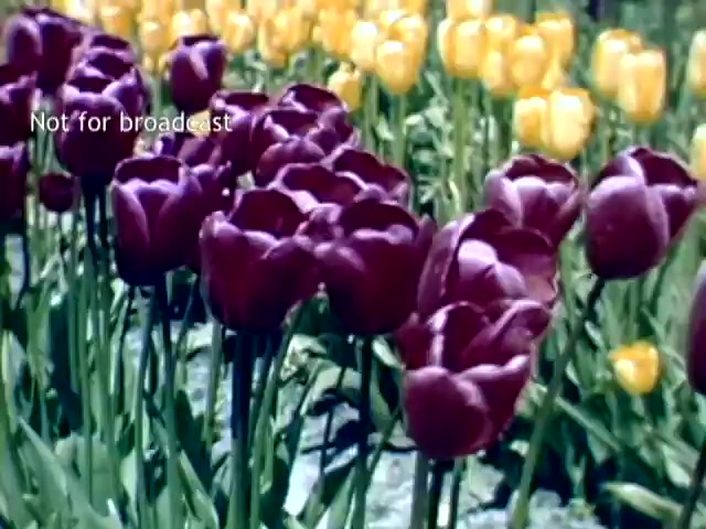 The still features a vibrant display of tulips, prominently showcasing deep purple blooms in the foreground alongside bright yellow tulips in the background. The scene captures the lush garden setting typical of the Holland, Michigan Tulip Festival, celebrated in the late 1940s. The image is colorful and reflects the beauty of springtime floral festivities. There’s a watermark indicating that the footage is not for broadcast.