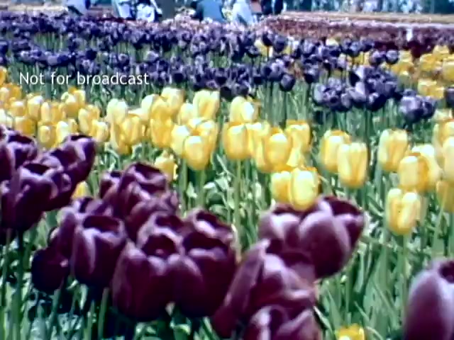 The still captures a vibrant scene from the Holland Michigan Tulip Festival in the late 1940s, showcasing a lush field of blooming tulips. Prominently displayed are rows of rich purple and bright yellow flowers, creating a striking visual contrast. People are seen in the background, enjoying the festival amidst the colorful blooms. The atmosphere conveys a sense of celebration and appreciation for springtime beauty.