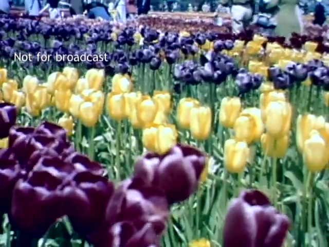 The still features a vibrant display of tulips in various colors, primarily yellow and deep purple, with lush green foliage. It captures the beauty of the Holland Michigan Tulip Festival in the late 1940s. In the background, people are present, enjoying the festival atmosphere. The image is marked 'Not for broadcast,' indicating it's likely a private or archival piece.
