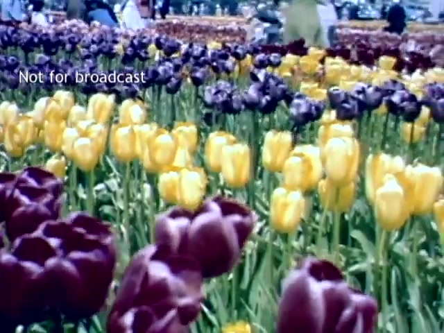 The still features a vibrant display of tulips at the Holland Michigan Tulip Festival in the late 1940s. The foreground showcases rich purple and bright yellow flowers, creating a striking contrast. In the background, visitors can be seen enjoying the festival, surrounded by a sea of colorful tulip blooms. The image is bright and captures the festive atmosphere of the event.