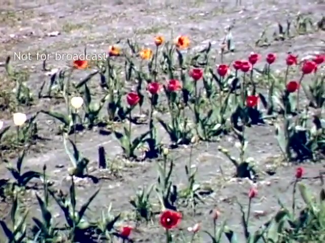 The still features a vibrant display of tulips in various colors, including red, orange, white, and yellow, set against a dusty, bare ground typical of an outdoor festival setting. The arrangement of flowers suggests a celebrated floral event, likely capturing the essence of the Holland Michigan Tulip Festival in the late 1940s. The image also includes a watermark indicating it is not for broadcast.
