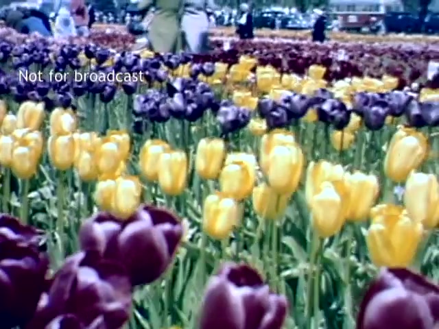 The still captures a vibrant scene from the late 1940s Holland Michigan Tulip Festival, showcasing a field filled with blooming tulips in rich purples and sunny yellows. The flowers dominate the foreground while visitors interact in the background, enjoying the festival atmosphere. The vibrant colors highlight the beauty of springtime. A note indicates the image is not for broadcast.