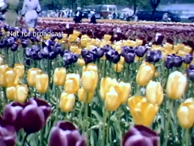 The still features a vibrant display of tulips in various colors—primarily purples and yellows—set against a backdrop of greenery. The scene captures visitors enjoying the Holland Michigan Tulip Festival in the late 1940s, with people strolling through the flower beds. Overhead, vintage vehicles hint at the era. The overall atmosphere conveys a sense of celebration and natural beauty.
