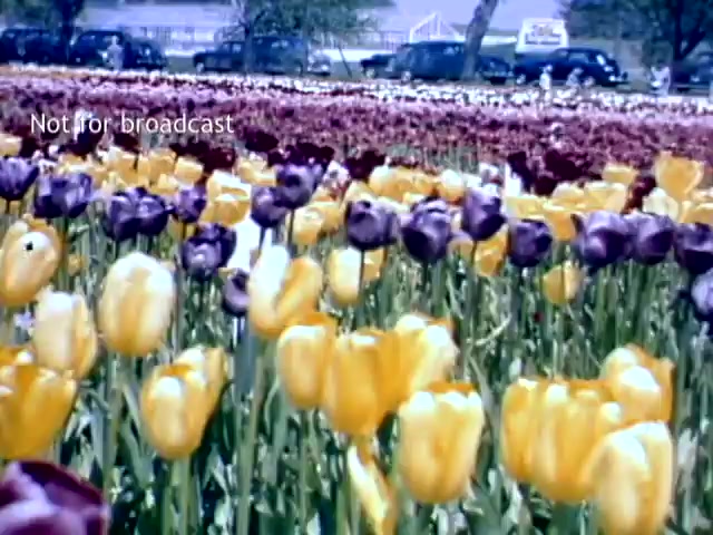 The still captures a vibrant scene from the late 1940s Holland Michigan Tulip Festival, showcasing a colorful array of blooming tulips, predominantly yellow and deep purple. In the background, vintage cars are visible, hinting at the festival's lively atmosphere. The lush landscape and floral abundance reflect the celebration of spring and Dutch heritage.