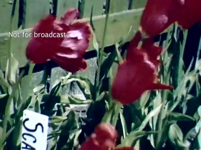 The still captures vibrant red tulips at the Holland Michigan Tulip Festival from the late 1940s. The flowers are prominently displayed against a background of green foliage, with a sign labeled 'SCAR' nearby. The scene emphasizes the festival's celebration of tulip blooms, reflecting the area's Dutch heritage.