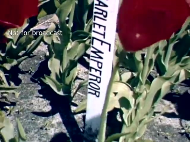 The still features vibrant red tulips labeled 'Scarlet Emperor,' set against a backdrop of green leaves. The scene is from the late 1940s, capturing the essence of the Holland, Michigan Tulip Festival. A marker indicates the tulip variety, emphasizing the festival's focus on floral displays. The image is marked 'Not for broadcast,' indicating that it's possibly archival footage.