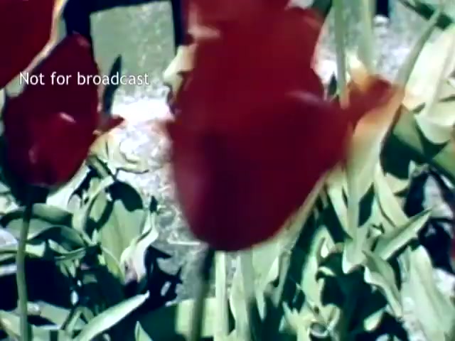The still captures a vibrant scene from the Holland, Michigan Tulip Festival in the late 1940s, featuring lush red tulips amidst green foliage. The image has a slightly blurred quality, emphasizing the flowers' petals. A watermark indicates that it is not for broadcast, suggesting this is archival footage. The overall composition conveys a sense of bloom and celebration typical of springtime festivities.