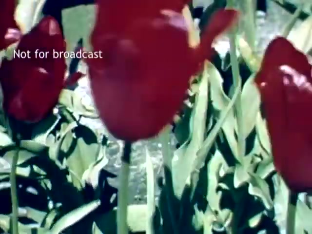 The still features vibrant red tulips in full bloom, surrounded by lush green leaves. The image captures the essence of the Holland Michigan Tulip Festival in the late 1940s, showcasing the beauty of the flowers. A watermark indicating 'Not for broadcast' is present. The focus on the tulips emphasizes their significance in the festival.