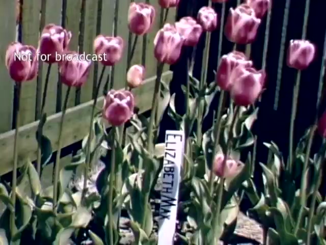 The still features vibrant pink tulips with a white label indicating 'Elizabeth Amy' planted among them. The background includes a wooden fence, suggesting a garden setting. This scene captures a moment from the Holland Michigan Tulip Festival in the late 1940s, showcasing the festival's floral beauty.