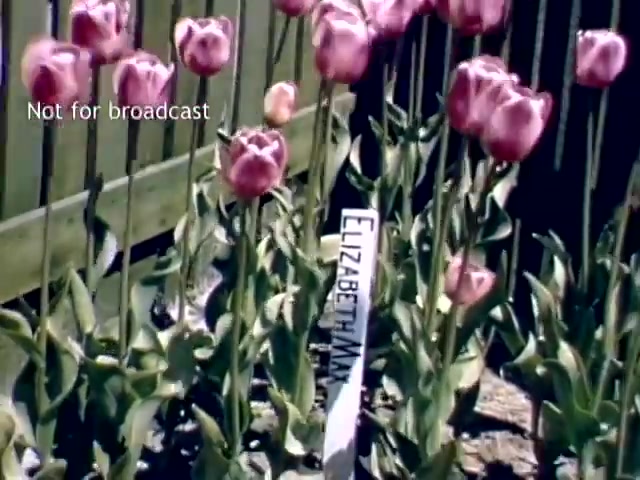 The still depicts vibrant pink tulips in a garden setting, labeled with a sign that reads 'ELIZABETH.' The flowers are lush and well-kept, with a wooden fence in the background, suggesting a typical springtime scene during the Holland Michigan Tulip Festival in the late 1940s. The phrase 'Not for broadcast' indicates that the footage is intended for archival purposes rather than public viewing.