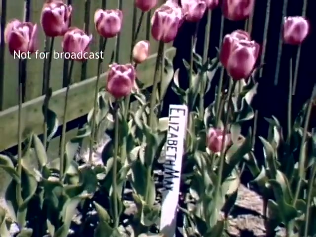 The still features vibrant pink tulips in a garden setting, marked by a sign that reads 'Elizabeth Mann.' The footage reflects the colors and aesthetics of the late 1940s, showcasing the floral beauty associated with the Holland Michigan Tulip Festival, emphasizing community celebrations of spring and heritage.