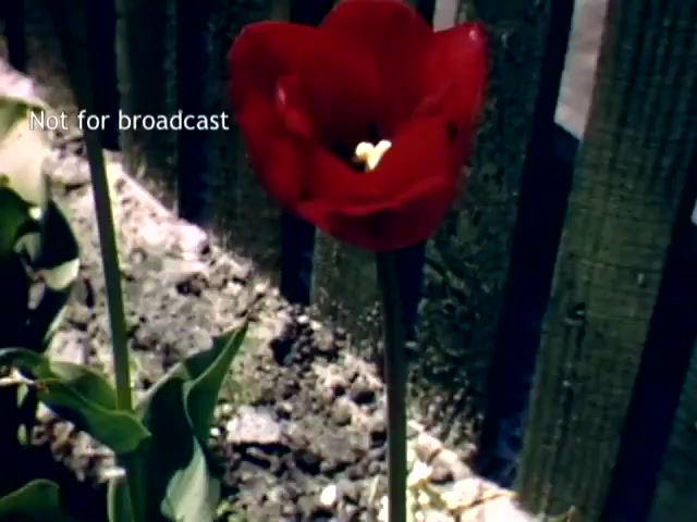 The still features a vibrant red tulip in focus, showcasing its delicate petals and intricate center. It's surrounded by lush green leaves and set against a background of a wooden fence. The overall ambiance reflects the beauty of the Holland Michigan Tulip Festival from the late 1940s, emphasizing floral beauty in a natural setting. The note 'Not for broadcast' is visible in the corner.