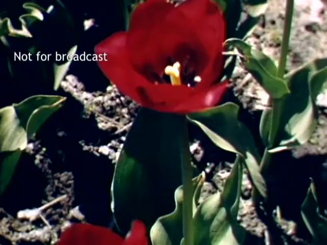 The still features vibrant red tulips with prominent yellow stamens, showcasing the beauty of floral blooms during the Holland Michigan Tulip Festival in the late 1940s. The ground appears earthy and natural, highlighting the garden setting. A watermark indicates it's not for broadcast, suggesting it may be archival footage.
