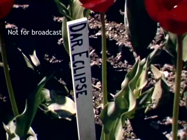 The still features vibrant red tulips in a garden setting, with a white label marked 'Dar. Eclipse' indicating the tulip variety. The image conveys a sunny, colorful atmosphere typical of the Holland Michigan Tulip Festival in the late 1940s. The label is prominent, suggesting a focus on the cultivation and identification of floral varieties. A watermark in the corner indicates that the image is not for broadcast.