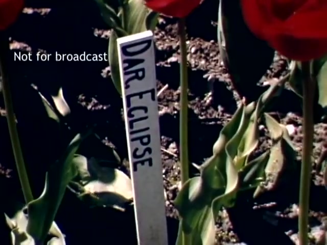 The still features vibrant red tulips in a garden setting, with a white marker labeled 'Dar. Eclipse' positioned among the flowers. The scene captures the essence of the Holland Michigan Tulip Festival in the late 1940s, showcasing the colorful blooms typical of the event. The marker indicates a specific tulip variety, adding a detail of interest to the cultivation and celebration of tulips during the festival.