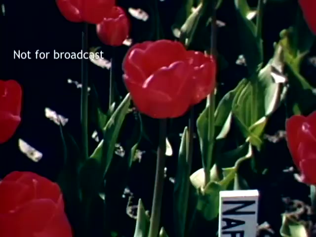 The still features vibrant red tulips in full bloom, surrounded by green foliage. A sign is partially visible, likely indicating the variety of tulip, with the text 'NAR' on it. The image captures the essence of the Holland, Michigan Tulip Festival from the late 1940s, showcasing the beauty of the flowers during the event. The watermark, 'Not for broadcast,' indicates that this image is not intended for public dissemination.