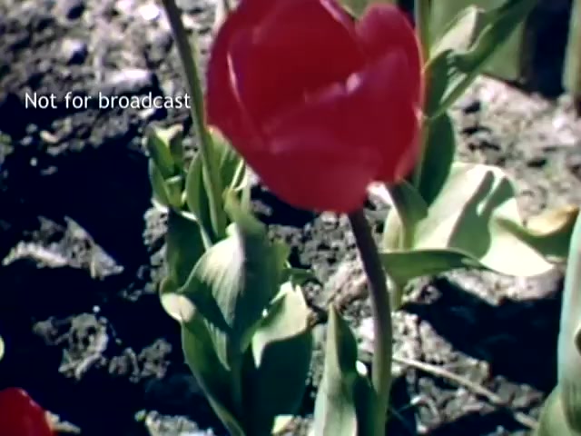 The still showcases a vibrant red tulip with lush green leaves, set against a background of rich brown soil. It captures the essence of the Holland, Michigan Tulip Festival in the late 1940s, emphasizing the floral beauty typical of springtime in the region. The top of the image features a watermark stating 'Not for broadcast.'
