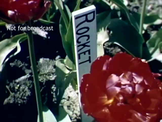 The still features vibrant red tulips in a garden setting, with a marker labeled 'ROCKET' prominently displayed next to one of the flowers. The context is the Holland, Michigan Tulip Festival from the late 1940s, highlighting the floral displays characteristic of this celebration. The focus is on the beauty of the tulips and the organization of the garden.