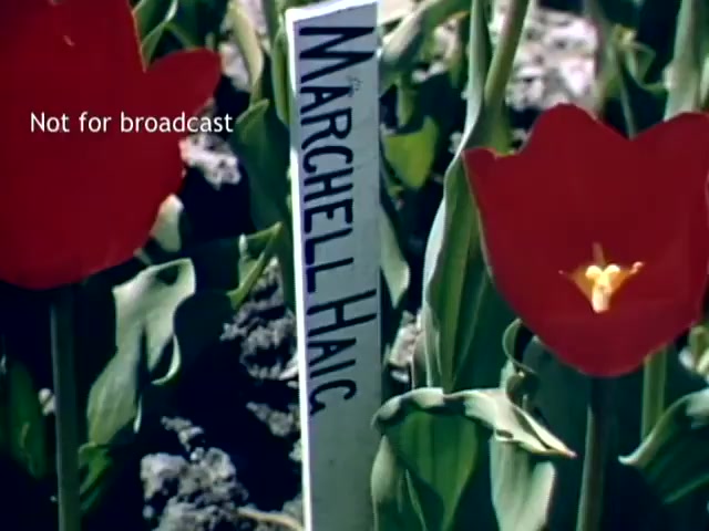 The still features vibrant red tulips in a field, with a sign reading 'Marchell Hanc' next to them. The image captures the essence of the Holland Michigan Tulip Festival from the late 1940s, showcasing the beauty of the flowers and their cultivation. A watermark indicating 'Not for broadcast' is present in the corner.