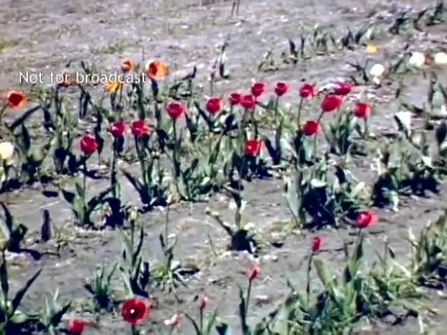 The still features a vibrant field of tulips from the late 1940s Holland Michigan Tulip Festival. Prominent red tulips stand out among a few yellow and white ones, set against a bare, earthy background. The scene captures the beauty of spring blooms, reflecting the festival's celebration of tulip culture. A 'Not for broadcast' watermark is visible in the corner.