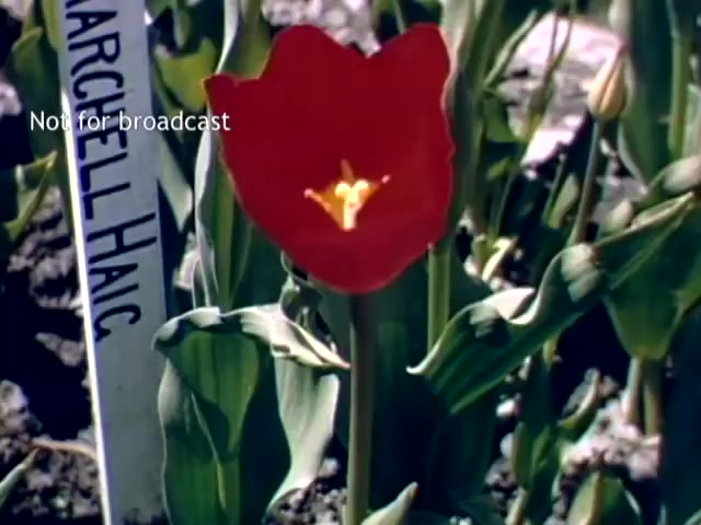 The still features a vibrant red tulip in full bloom, prominently displayed against a backdrop of green foliage. A marker labeled 'MARCELL HAIC' is positioned beside the flower, indicating the tulip's name or variety. The image reflects the colorful and celebratory atmosphere of the Holland Michigan Tulip Festival, capturing the beauty of nature in late spring during the late 1940s.