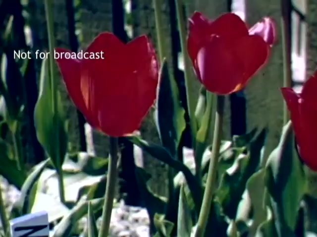 The still features vibrant red tulips in a garden setting, likely part of the Holland Michigan Tulip Festival from the late 1940s. The tulips are in full bloom, surrounded by green foliage, and the image conveys a sense of spring beauty. A label stating 'Not for broadcast' is visible.