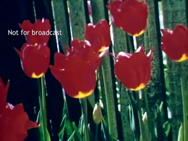 The still features vibrant red tulips blooming against a rustic wooden fence, showcasing the natural beauty of the Holland Michigan Tulip Festival in the late 1940s. The lighting highlights the tulips, enhancing their colors. The text 'Not for broadcast' indicates it is archival footage.