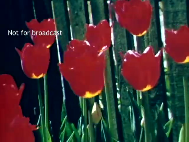 The still features vibrant red tulips in full bloom, set against a rustic wooden fence. The flowers show rich colors typical of late spring, likely capturing the festival's celebration of tulip cultivation in Holland, Michigan, during the late 1940s. The image prominently displays the tulips, emphasizing their beauty and the festival's focus, while a 'Not for broadcast' label indicates it's meant for archival or personal viewing purposes.