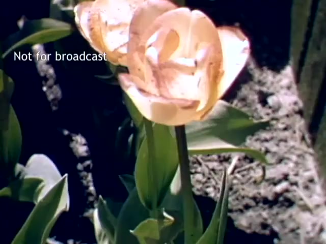 The still features a close-up of a tulip in bloom, showcasing its delicate petals and vibrant colors. Surrounding it are green leaves and soil, emphasizing the natural setting typical of the late 1940s Holland Tulip Festival. The image is overlaid with the text 'Not for broadcast.'