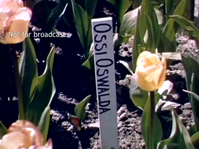 The still features a close-up view of a yellow tulip in a garden, with a white label beside it displaying the name 'Ossi Oswalda.' The background consists of lush green leaves and soil, indicative of the vibrant tulip fields present during the Holland, Michigan Tulip Festival in the late 1940s. A watermark states 'Not for broadcast,' suggesting this is archival footage.
