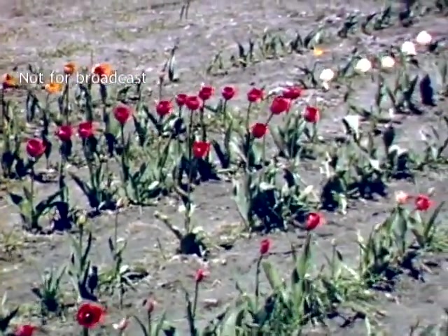 The still features a vibrant field of tulips in Holland, Michigan, from the late 1940s. Prominent red tulips dominate the foreground, accompanied by some orange and white flowers. The scene captures the natural beauty of the festival, set against a simple, earth-toned background. The image is labeled 'Not for broadcast,' indicating it is archival footage.