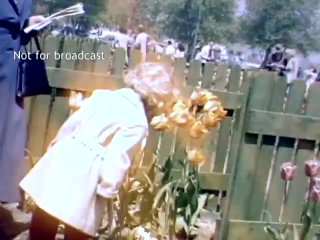 The still captures a scene from the Holland Michigan Tulip Festival in the late 1940s. In the foreground, a young girl bends down to admire vibrant tulips blooming near a wooden fence, while an adult figure stands nearby, holding papers. The background features festival attendees enjoying the festive atmosphere amid greenery and blooming flowers. The image conveys a sense of joy and the celebration of spring.