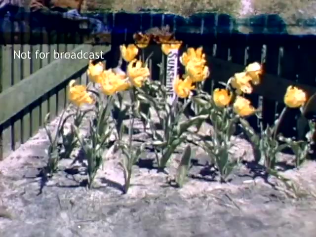 The still depicts a garden bed filled with vibrant yellow tulips, showcasing a variety known as 'Sunshine.' The flowers are surrounded by a wooden fence, with the setting likely indicative of the Holland, Michigan Tulip Festival in the late 1940s. The image emphasizes the beauty of the tulips, symbolizing spring and community celebration. There's a label stating 'Not for broadcast' in the upper left corner.