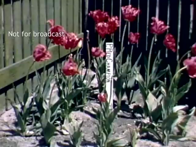 The still depicts a vibrant garden scene from the late 1940s, showcasing lush red tulips in bloom, marked with a sign reading 'Plant Champion.' The tulips are surrounded by green leaves, and a wooden fence is seen in the background, enhancing the quaint, natural atmosphere of the Holland Michigan Tulip Festival. The image has a vintage quality, characteristic of 16mm footage.