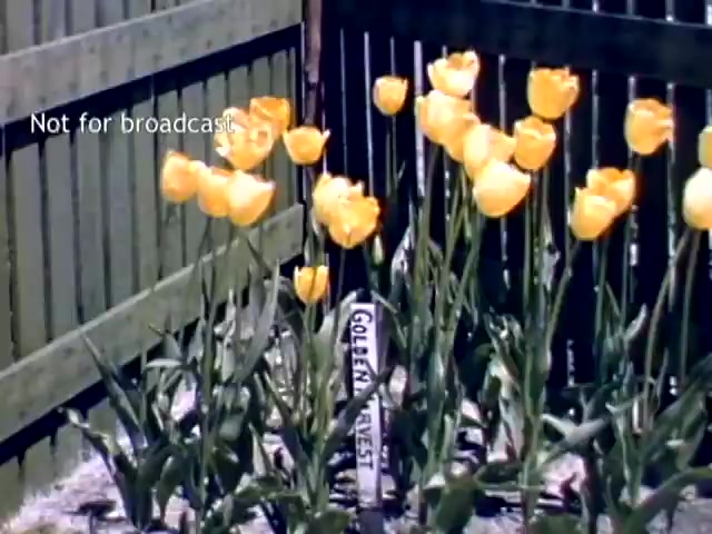 The still shows vibrant yellow tulips in a garden, prominently labeled with a sign that reads 'GOLDEN HARVEST.' The background features a wooden fence, and the image is marked as 'Not for broadcast.' This scene captures the essence of the Holland, Michigan Tulip Festival from the late 1940s, highlighting the beauty of tulip cultivation.