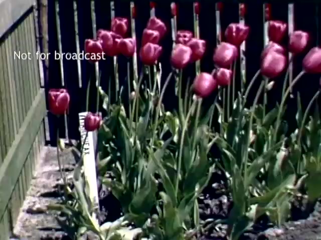 The still features a collection of vibrant pink tulips blooming in a garden setting, showcasing their lush green stems and leaves. In the background, a wooden fence is partially visible. A white marker signifies the tulip variety, hinting at a cultivated display typical of the Holland Michigan Tulip Festival from the late 1940s. The image bears a label stating 'Not for broadcast.'