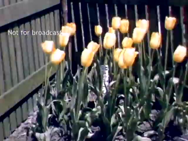 The still showcases a vibrant display of yellow tulips in a garden setting, with green foliage and a wooden fence in the background. The image captures the essence of spring, highlighting the beauty of the flowers during the Holland Michigan Tulip Festival in the late 1940s. A watermark indicates the footage is not for broadcast.