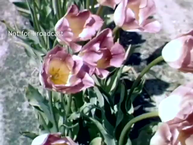 The still shows a close-up of vibrant pink tulips with yellow centers, likely captured during the Holland Michigan Tulip Festival in the late 1940s. The flowers are lush and in full bloom, embodying the festival's celebration of spring and the region's Dutch heritage. The text 'Not for broadcast' indicates that this footage is likely for archival or private use only.