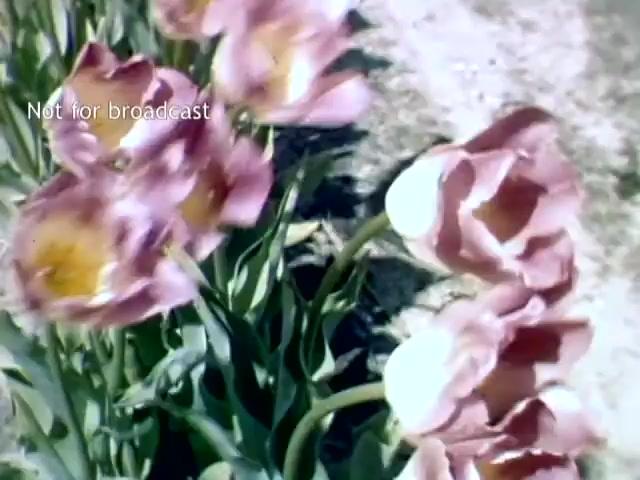 The still features vibrant pink and white tulips in bloom, representing the Holland Michigan Tulip Festival from the late 1940s. The flowers are set against a blurred backdrop, with an emphasis on their delicate petals and lush green leaves. The image captures the essence of spring and the festival's celebration of tulip cultivation. The watermark indicates it's not for broadcast.