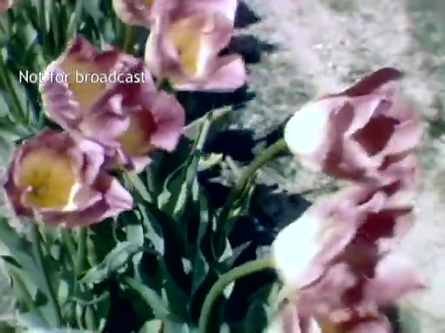 The still shows vibrant, blooming tulips in varying shades of pink and white, surrounded by lush green leaves. The focus is primarily on the flowers, capturing their delicate beauty against a natural background. A watermark indicates the footage is not for broadcast, suggesting it’s archival material from the late 1940s Holland Michigan Tulip Festival.