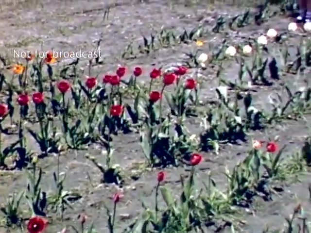 The still captures a vibrant field at the Holland Michigan Tulip Festival in the late 1940s, showcasing rows of blooming tulips in various colors, primarily red, with some hints of white and orange. The ground appears bare and slightly dusty, highlighting the colorful flowers' prominence. The text on the image indicates it is not for broadcast.