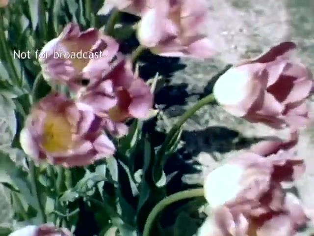 The still features a close-up of pink tulips, showcasing their delicate petals and vibrant colors. The background appears blurred, emphasizing the flowers. The image is from the late 1940s, capturing the essence of the Holland Michigan Tulip Festival, a celebration of spring and floral beauty. The text 'Not for broadcast' indicates it's for archival purposes.
